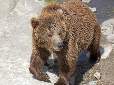 Brown bear Stock Photos