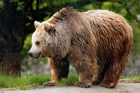 Brown bear Stock Photos