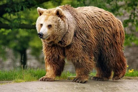 Brown bear Stock Photos