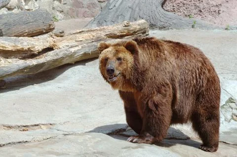 Brown bear Stock Photos