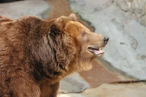 Brown bear Stock Photos