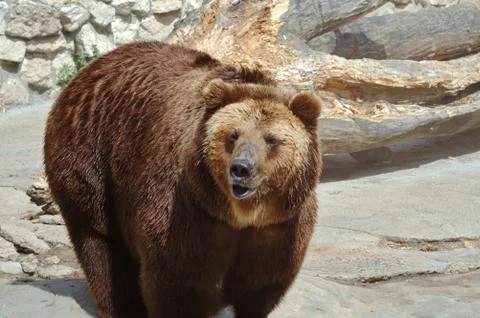 Brown bear Stock Photos
