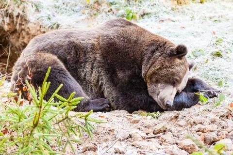 Brown bear Stock Photos