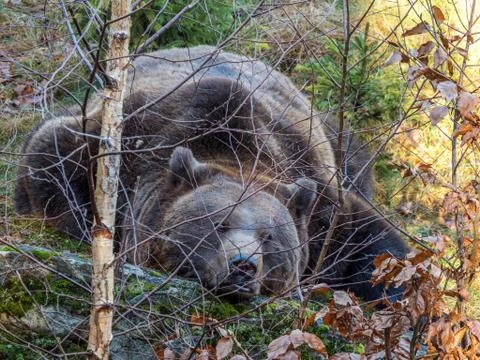 Brown bear Stock Photos