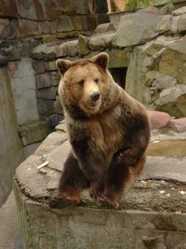 Brown Bear Stock Photos