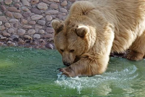 Brown bear Stock Photos