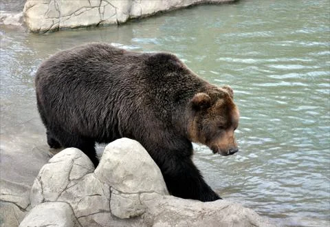 Brown bear Stock Photos