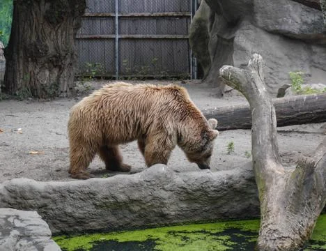 Brown bear Stock Photos