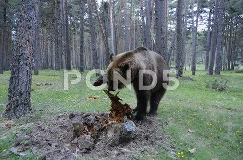 Brown bear Stock Photos