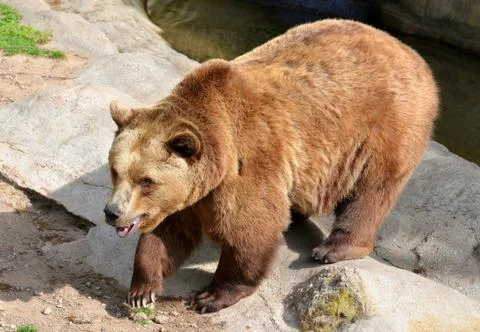 Brown Bear Stock Photos