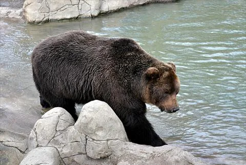 Brown bear Stock Photos