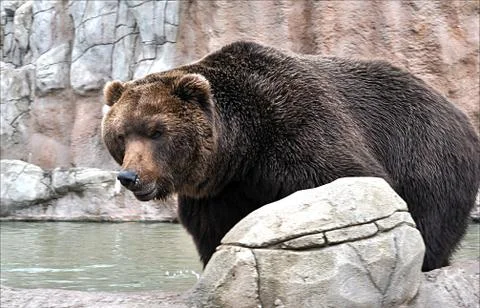 Brown bear Stock Photos