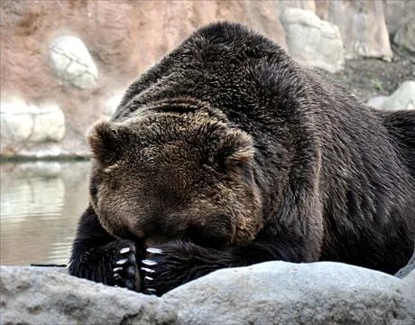 Brown bear Stock Photos