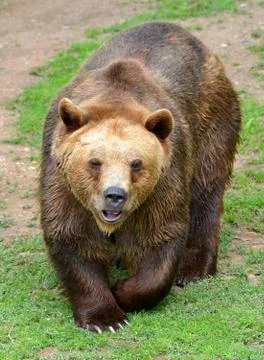 Brown Bear Stock Photos