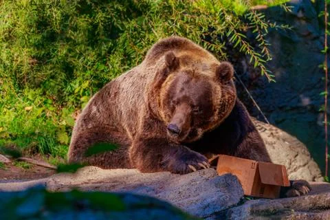 Brown Bear Stock Photos