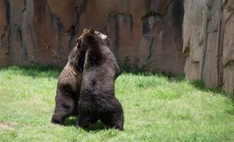 Brown Bear Stock Photos