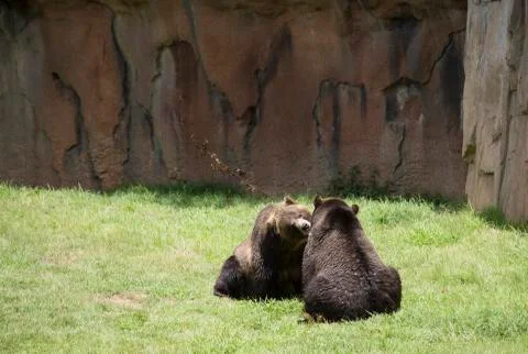 Brown Bear Stock-Fotos