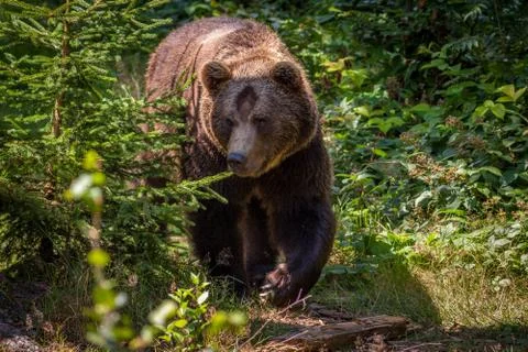 Brown bear 写真素材