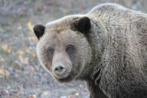 Brown Bear 写真素材