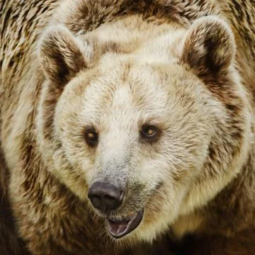Brown Bear Stock Photos