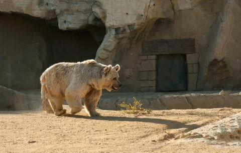 Brown bear Stock Photos