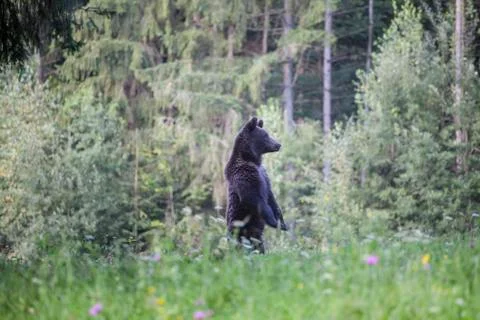 Brown bear Stock Photos