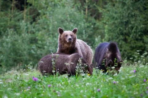 Brown bear Stock Photos