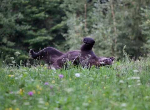 Brown bear Stock Photos