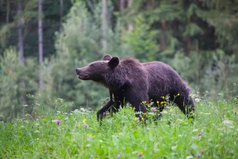 Brown bear Stock Photos