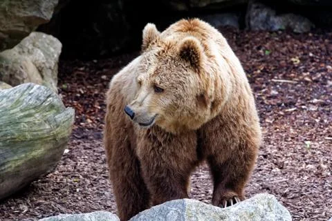 Brown bear Stock Photos