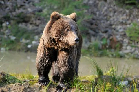 Brown bear Stock Photos