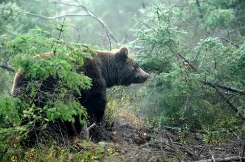 Brown bear Stock Photos