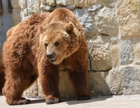Brown bear Stock Photos