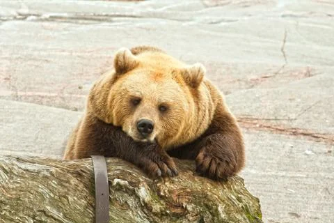 Brown bear Foto stock