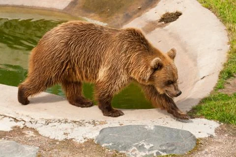 Brown bear Stock Photos