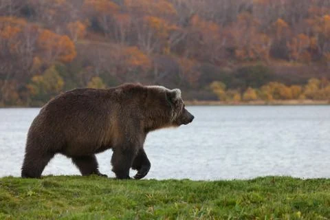 Brown   bear Stock Photos