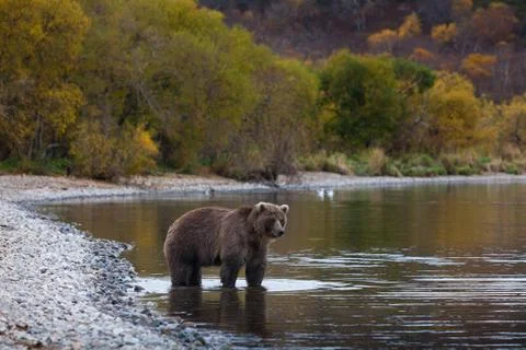 Brown   bear Stock Photos