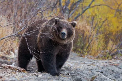 Brown   bear Stock Photos