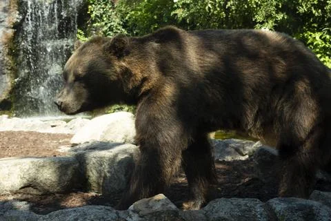 Brown Bear Stock Photos