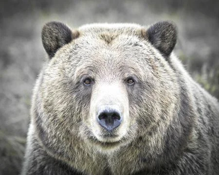 Brown Bear Stock Photos