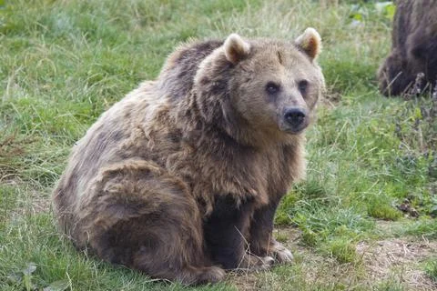 Brown Bear Stock Photos