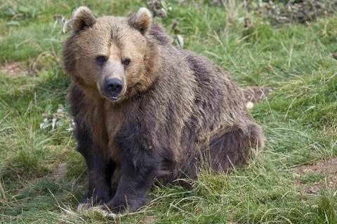 Brown Bear Stock Photos