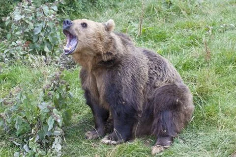 Brown Bear Stock Photos