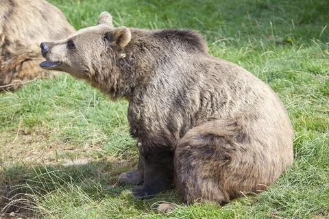 Brown Bear Stock Photos