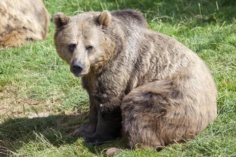 Brown Bear Stock Photos
