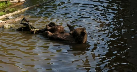 Brown bear playing with a dead tree trunk in a pond, Sitka, Alaska. 스톡 동영상 332609599