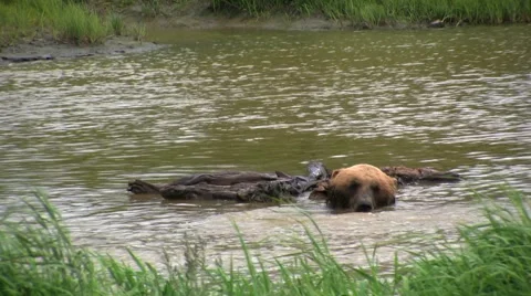 Brown Bear Playing Fun River Alaska USA Stock Footage 40900864