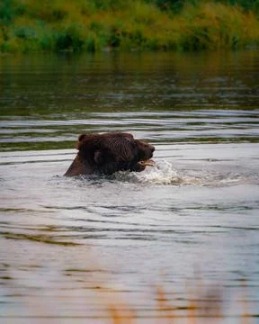 Brown bear playing with a piece of tree bark and wood in the water Stock Photos