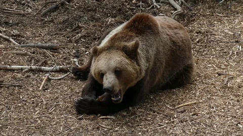 Brown bear is playing with a stick. Stock Footage 113823689