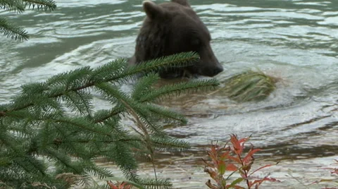 BROWN BEAR PLAYS WITH SOD BALL 库存影片 32550124